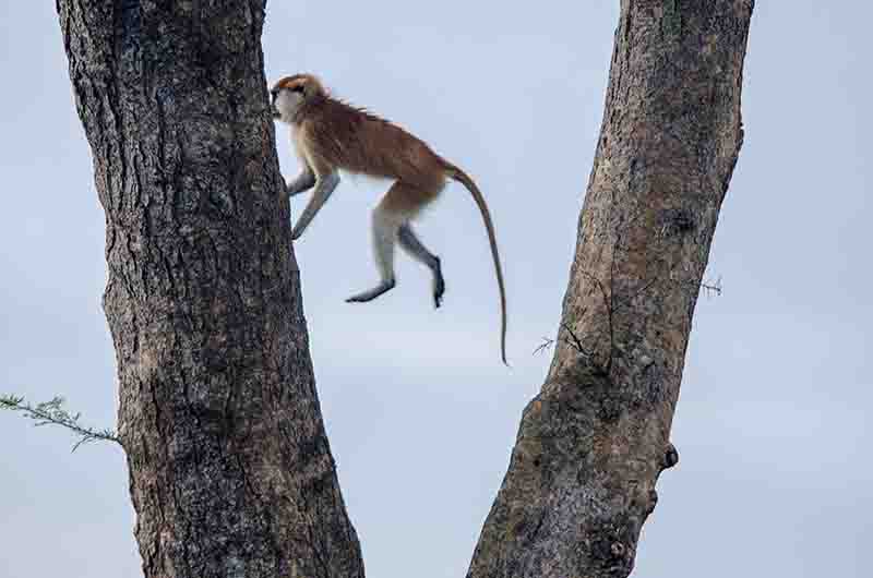 Mono Rojo o Patas Monkey - parque nacional de las cataratas Murchison - Uganda 4.jpg